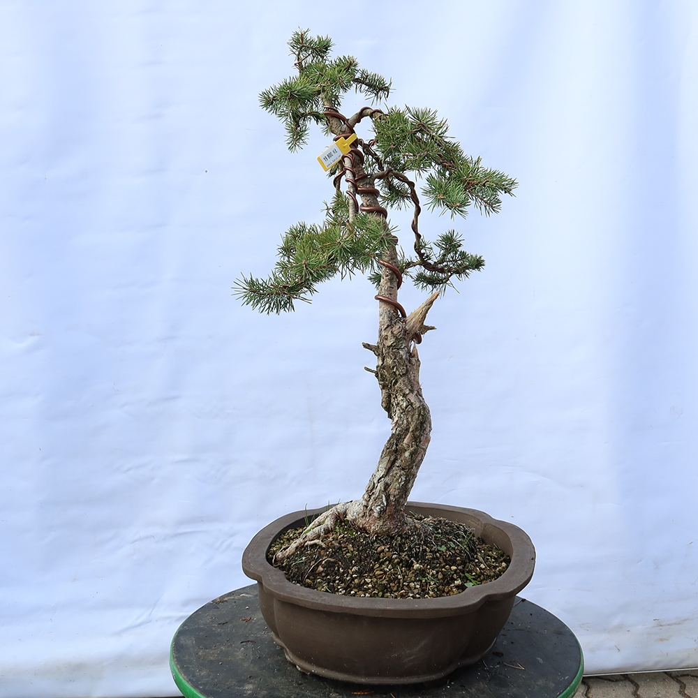 Pinus sylvestris Spagna - pino silvestre