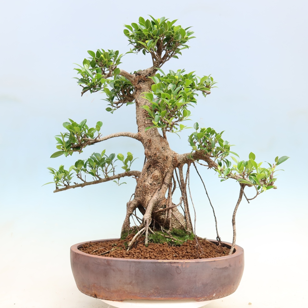 Camera bonsai - Ficus kimmen - ficus a foglie piccole