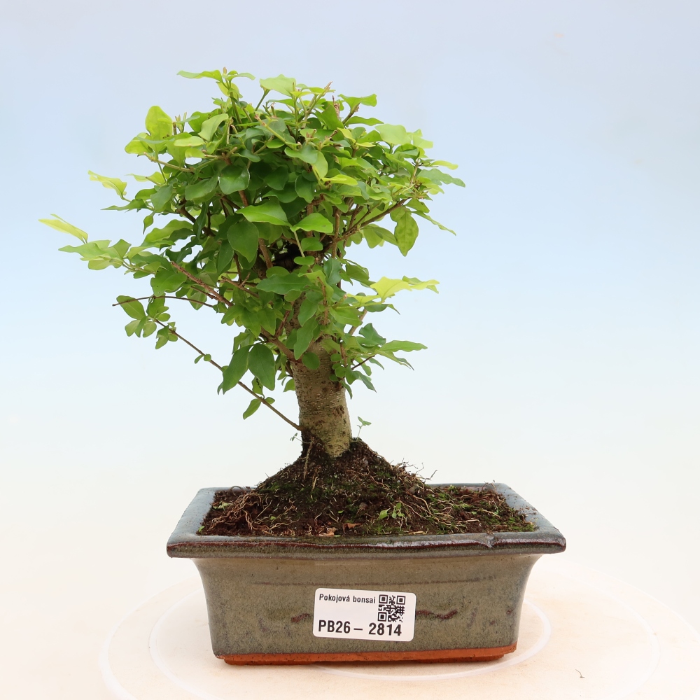 Camera bonsai -Ligustrum chinensis - Becco d'uccello