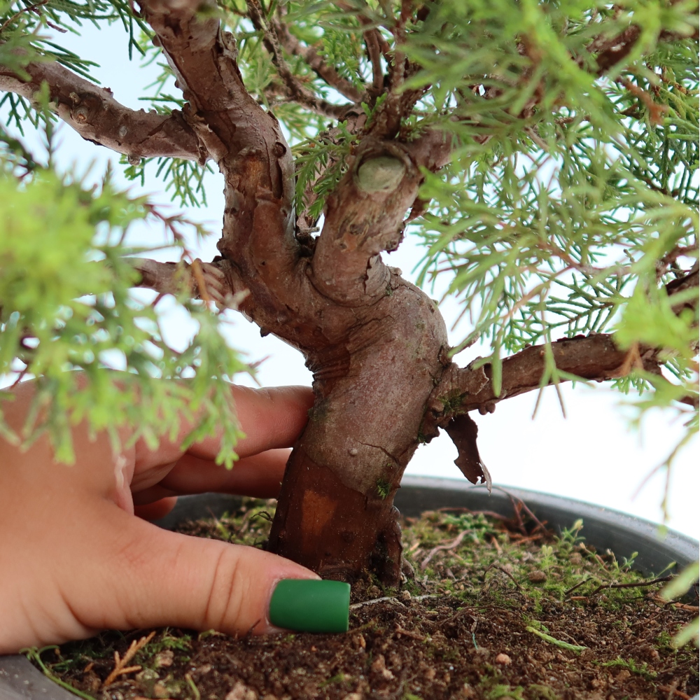 Bonsai da esterno - Juniperus chinensis Itoigawa-Juniperus chinensis