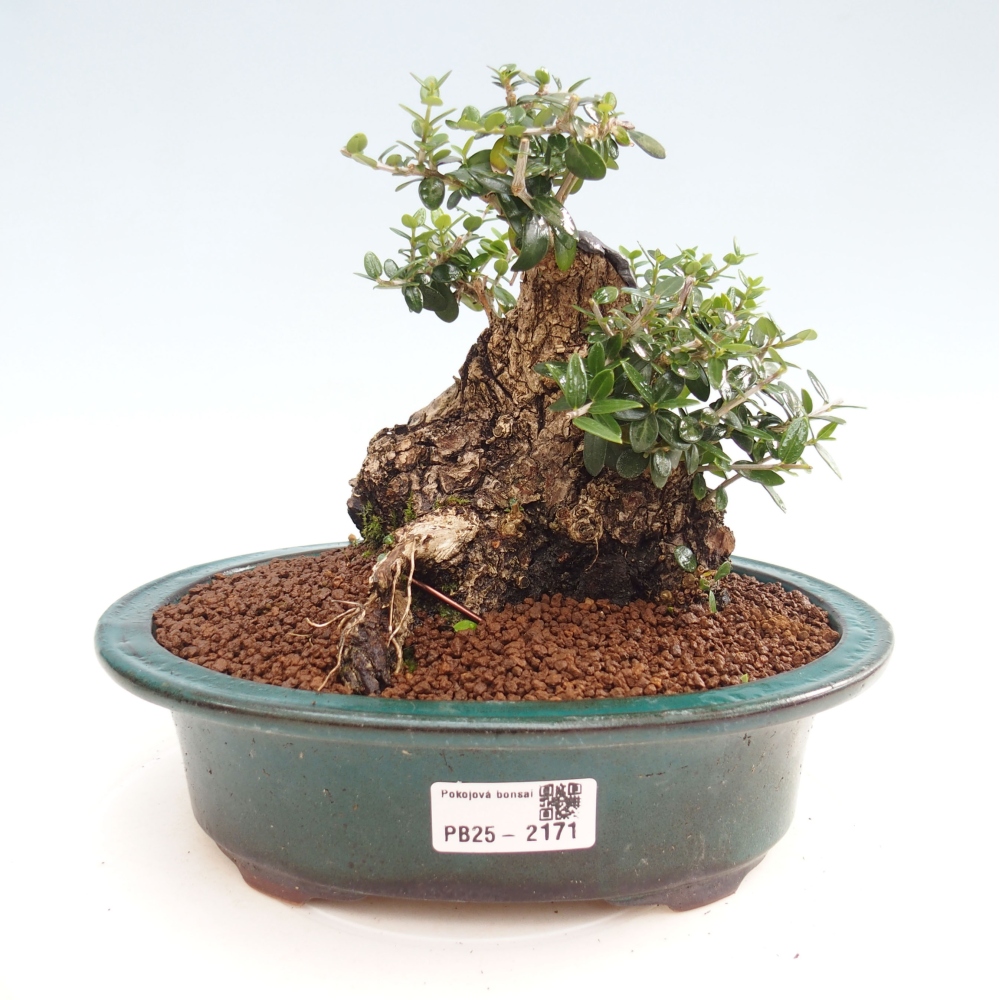 Bonsai da interno - Olea europaea sylvestris