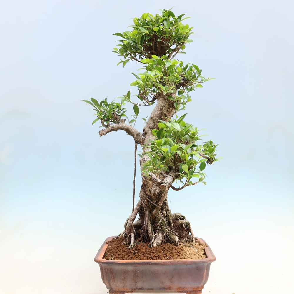 Camera bonsai - Ficus kimmen - ficus a foglie piccole