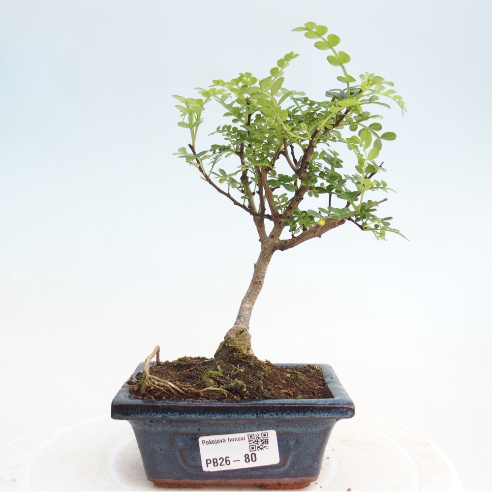 Camera bonsai - Zantoxylum piperitum - albero del pepe