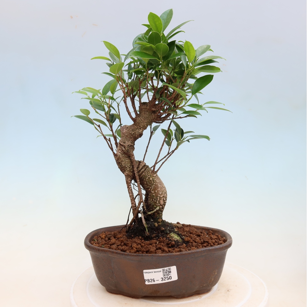 Camera bonsai - Ficus kimmen - ficus a foglie piccole