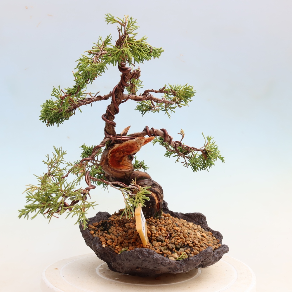 Bonsai da esterno - Juniperus chinensis Itoigawa-Juniperus chinensis
