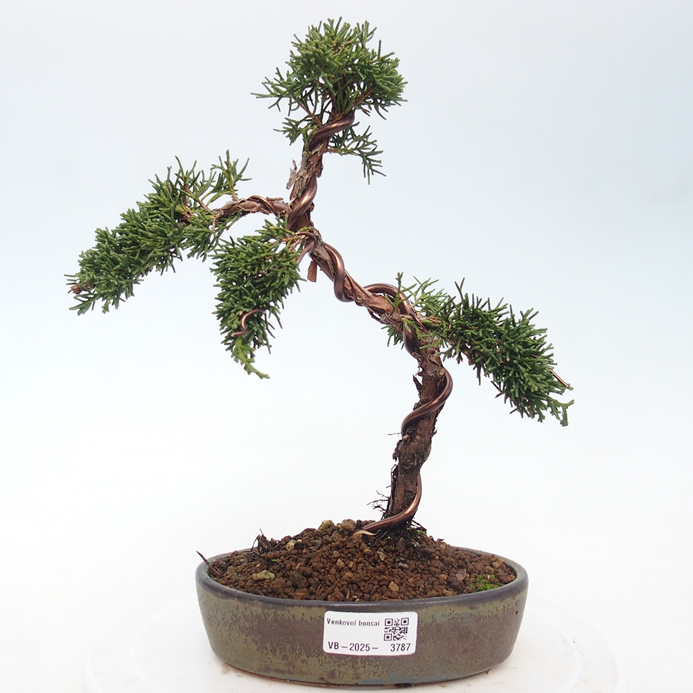 Bonsai da esterno - Juniperus chinensis Kishu