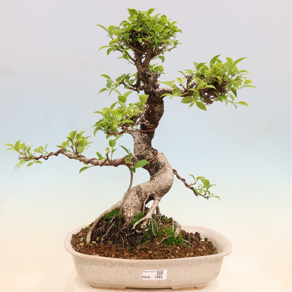 Camera bonsai - Ficus kimmen - ficus a foglie piccole