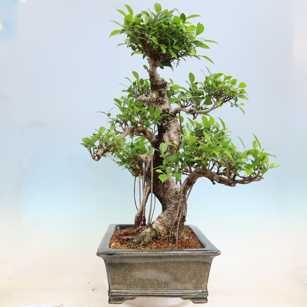 Camera bonsai - Ficus kimmen - ficus a foglie piccole