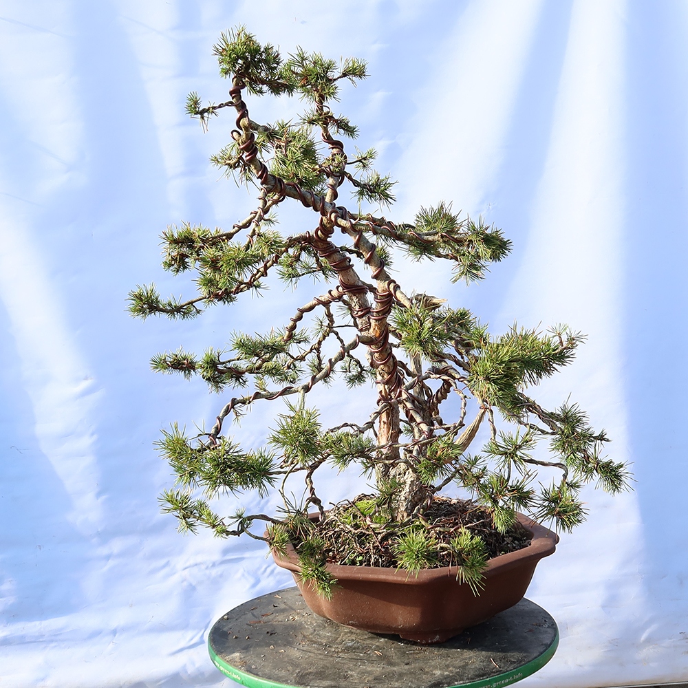 Pinus sylvestris Spagna - pino silvestre