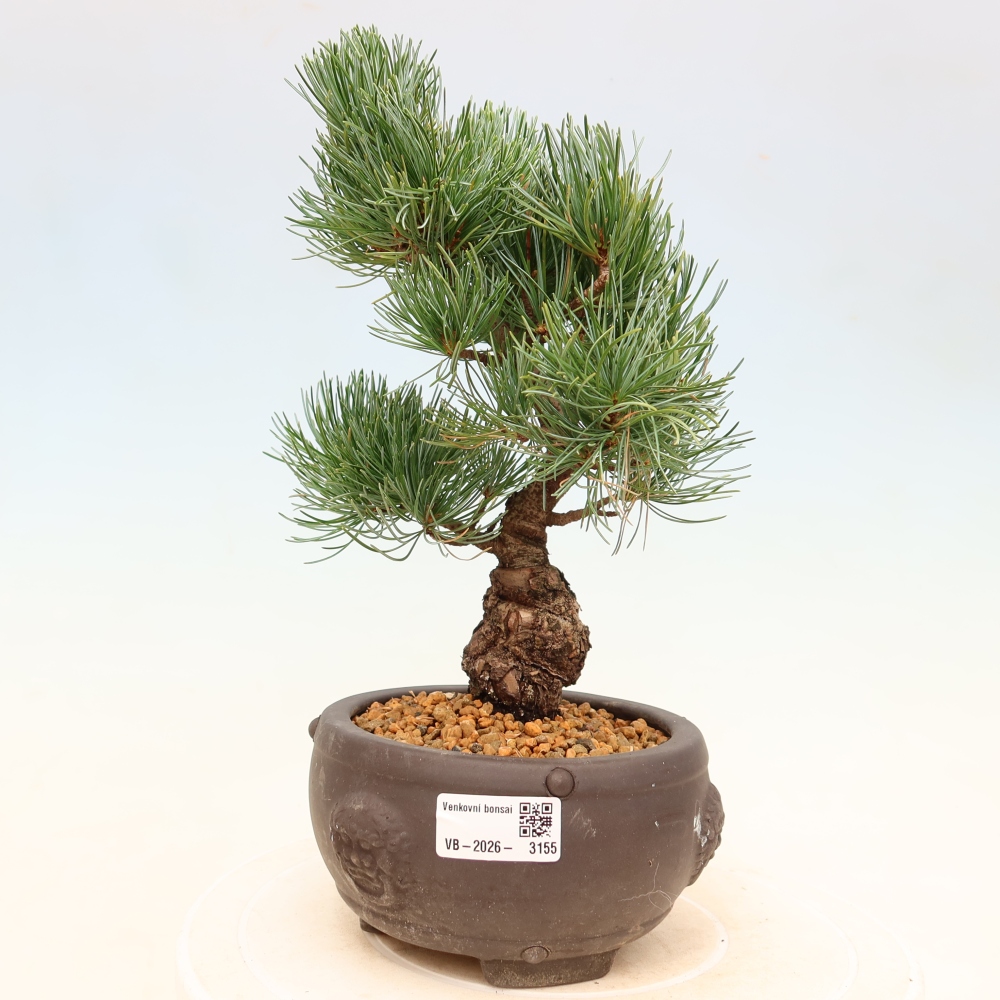 Bonsai da esterno - Pinus parviflora - Pinus parviflora