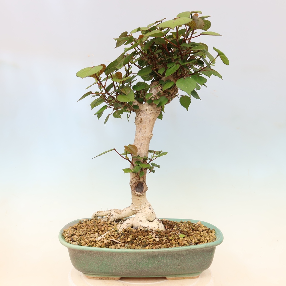 Bonsai da interno - Hibiscus tiliaceus - Ibisco marino