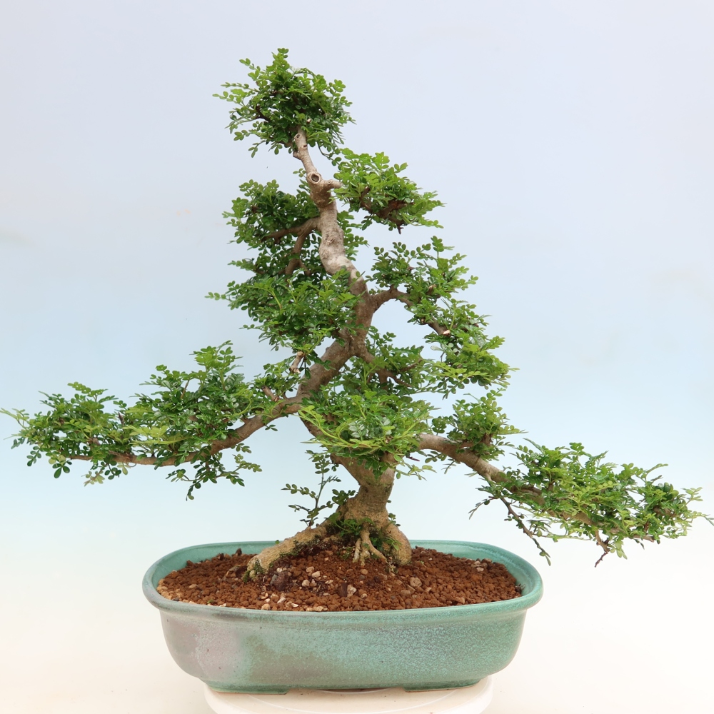 Camera bonsai - Zantoxylum piperitum - albero del pepe