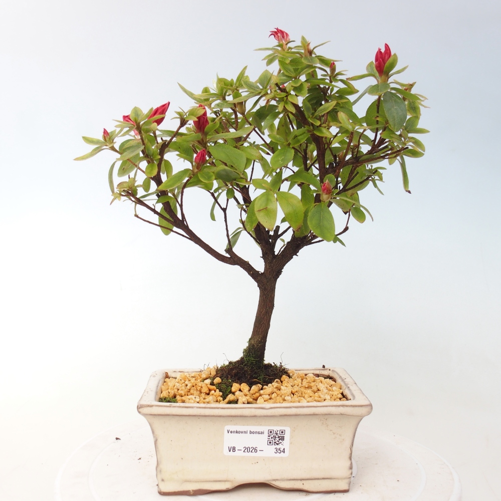 Bonsai da esterno - Azalea giapponese - Azalea sp.