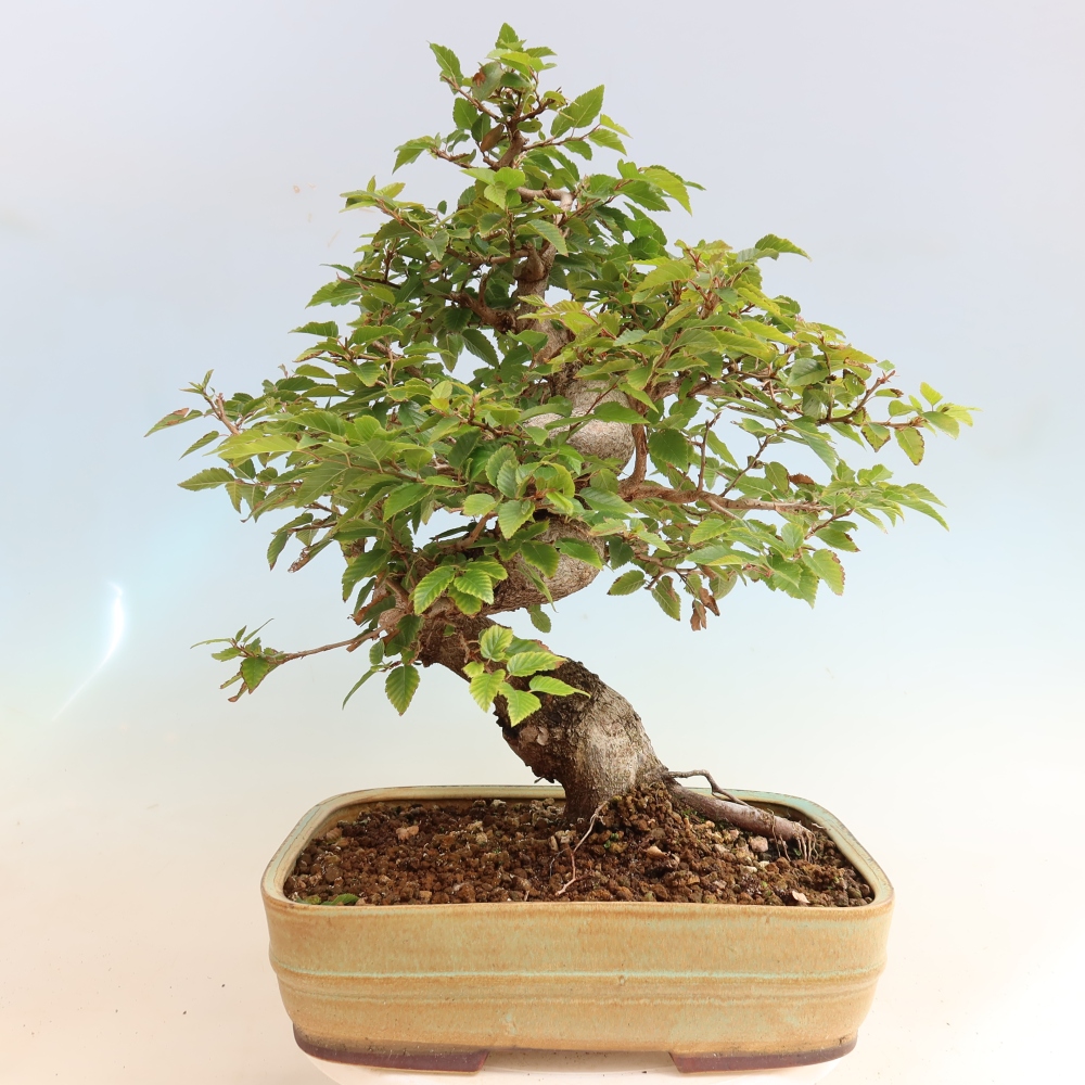 Bonsai da esterno -Carpinus CARPINOIDES - Carpino coreano