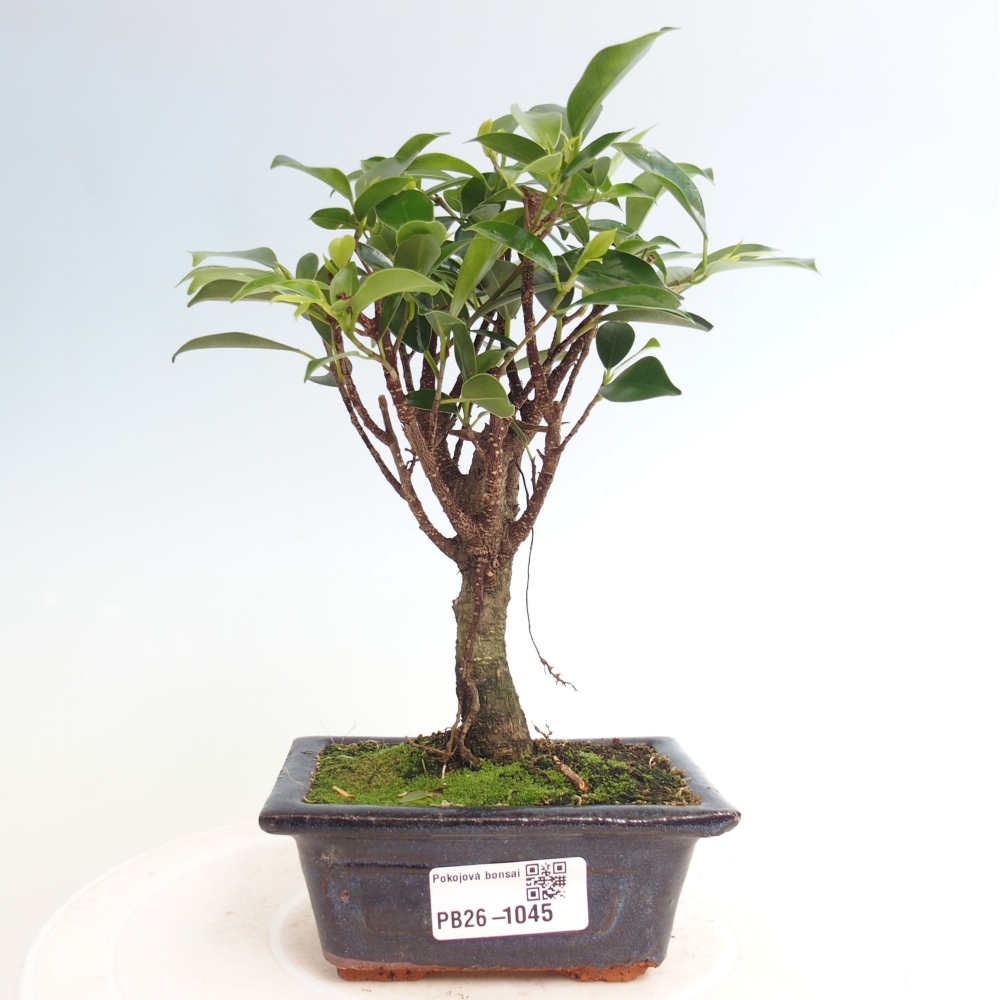 Camera bonsai Ficus retusa kimmen