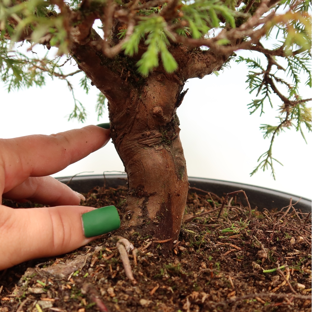 Bonsai da esterno - Juniperus chinensis Itoigawa-Juniperus chinensis