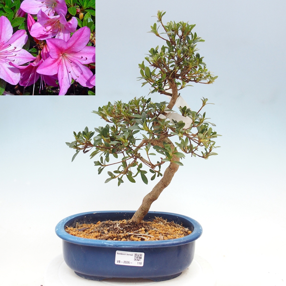 Bonsai da esterno - Azalea giapponese - Azalea Nasuno