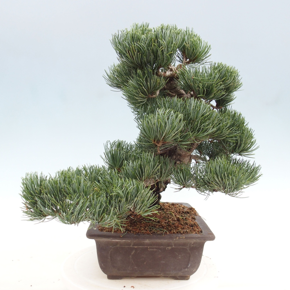 Bonsai da esterno - Pinus parviflora - Pinus parviflora
