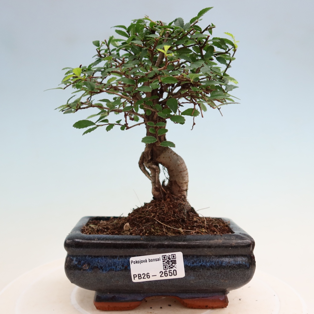 Camera bonsai - Ulmus parvifolia - Olmo a foglie piccole