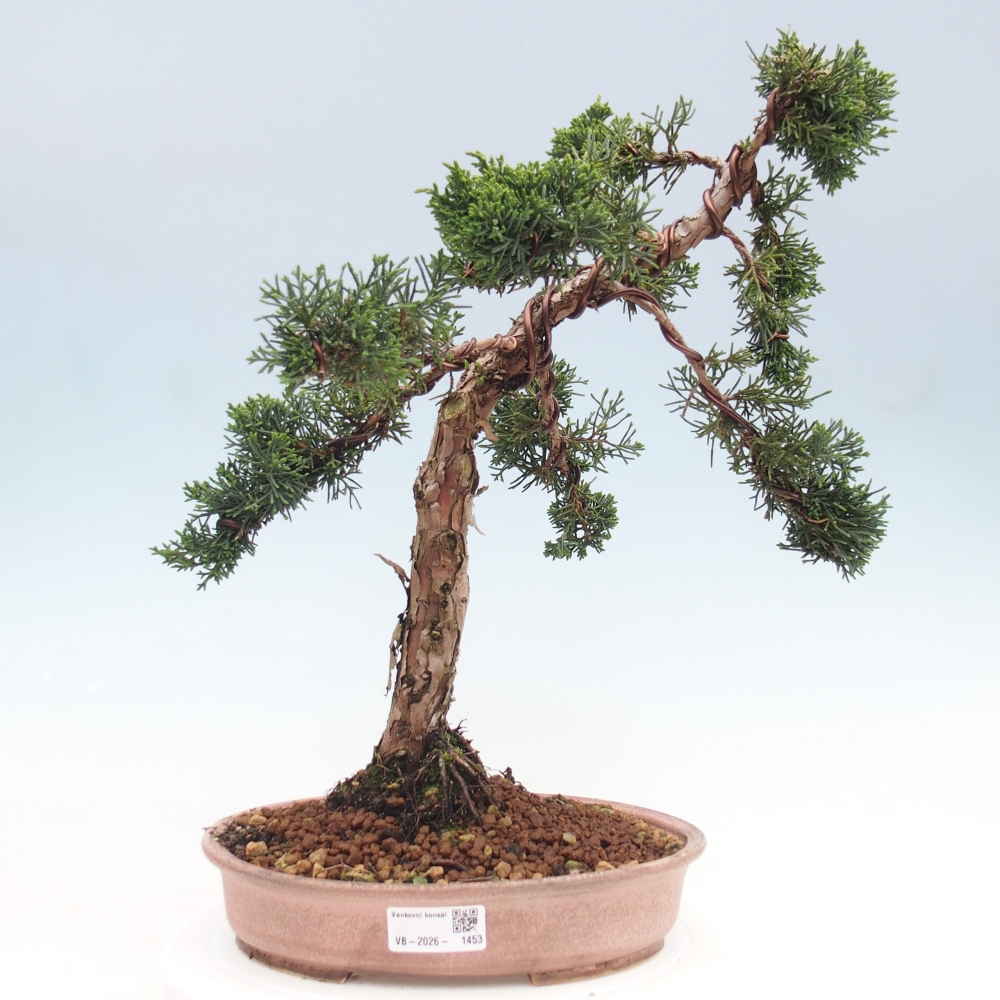 Bonsai da esterno - Juniperus chinensis Kishu
