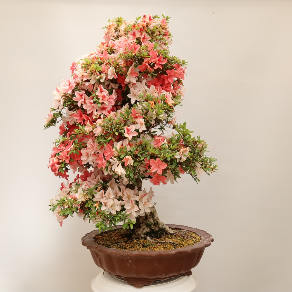 Bonsai da esterno - Azalea giapponese - Azalea Kinu-no-Hikari
