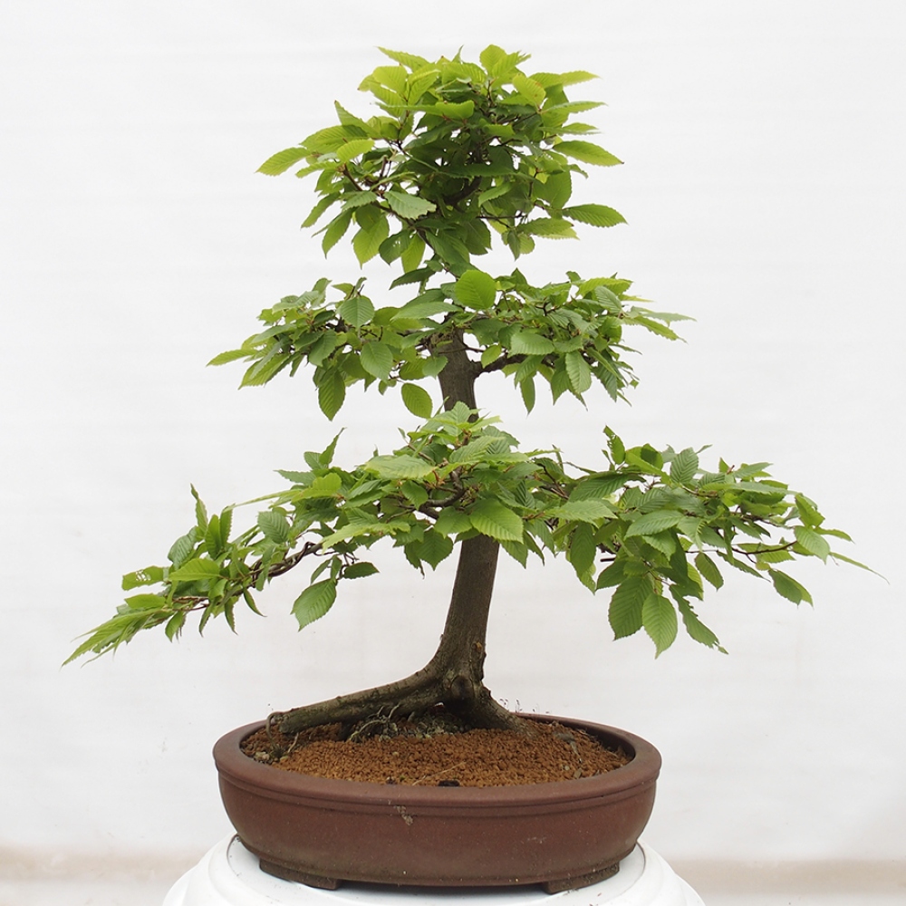 Bonsai da esterno - Carpino - Carpinus betulus