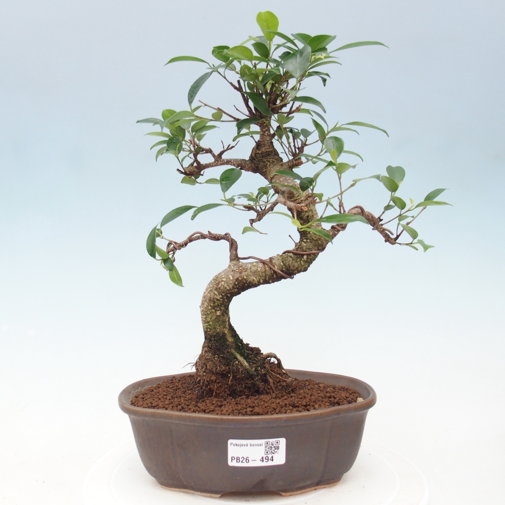 Camera bonsai - Ficus retusa - ficus a foglie piccole