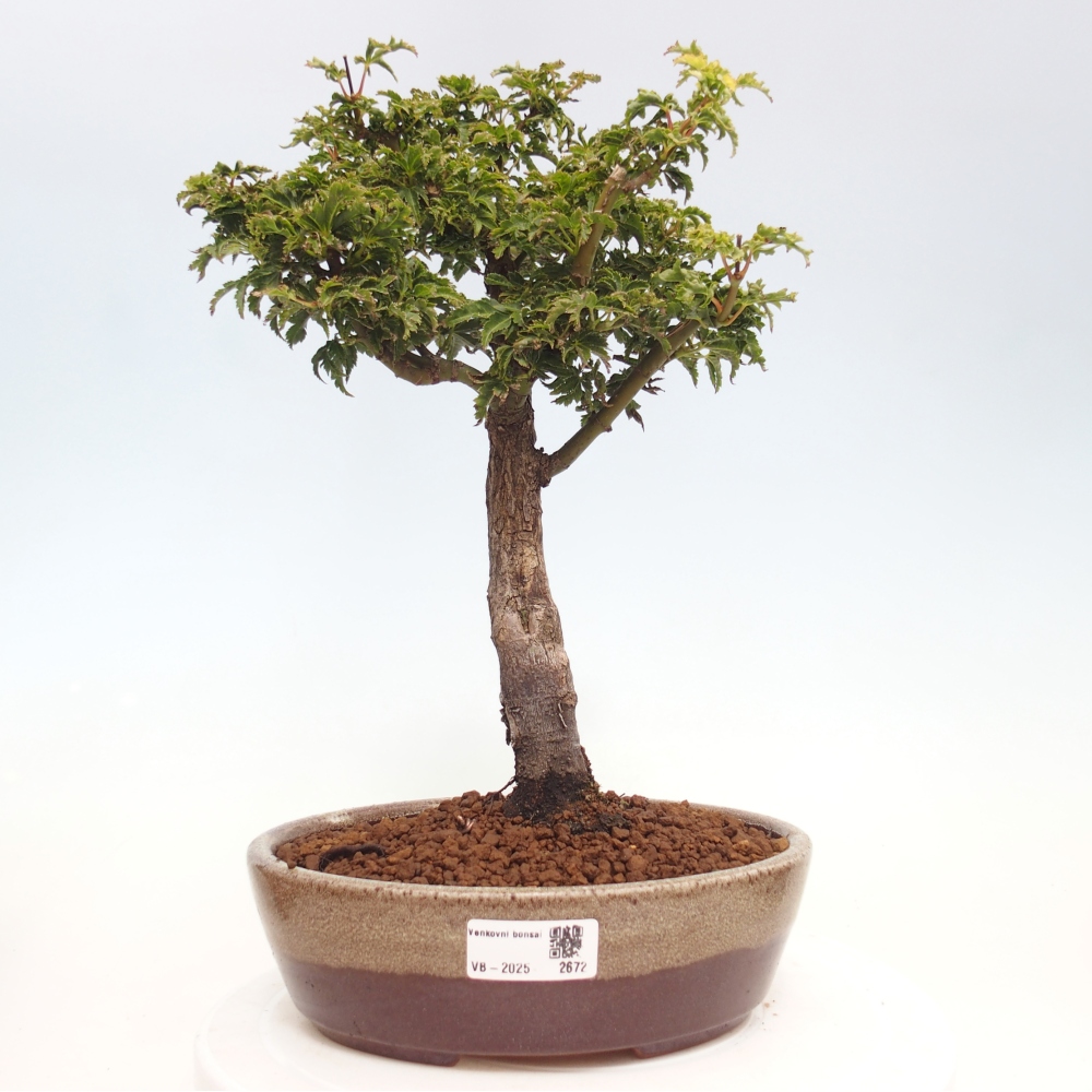 Bonsai da esterno -Palma di Giava Acer palmatum Shishigashira