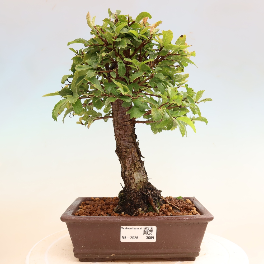 Bonsai da esterno - Zelkova - Zelkova NIRE