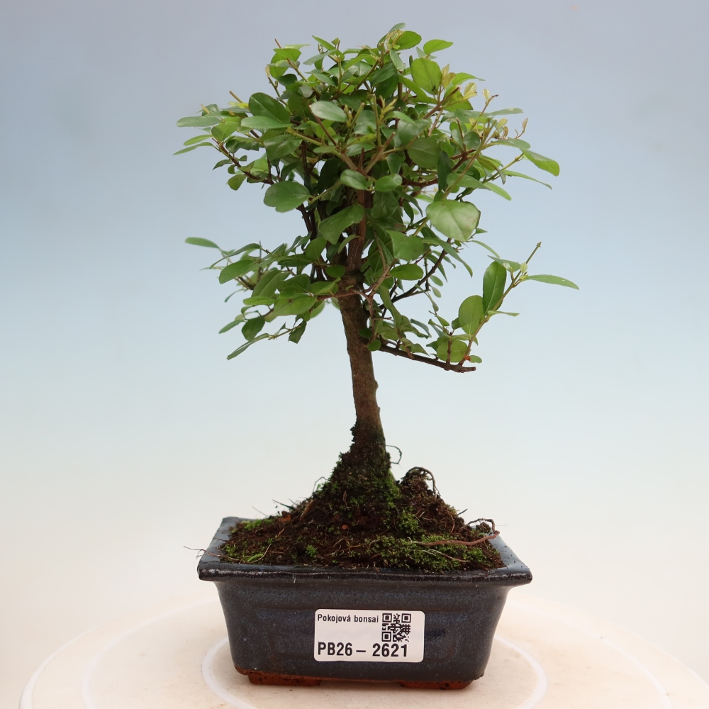 Camera bonsai - Sageretia thea - Sageretia thea