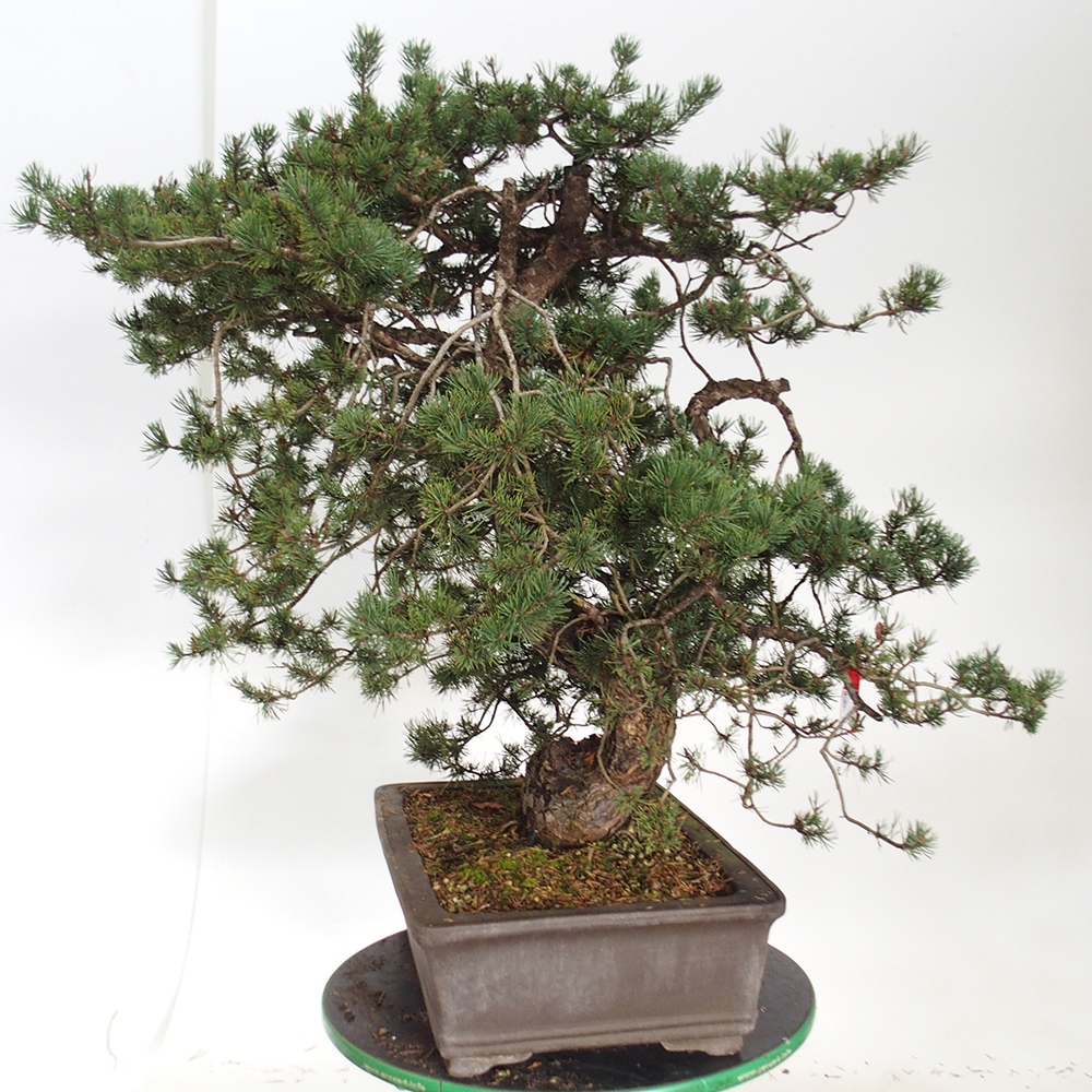 Yamadori - Pinus sylvestris Spagna