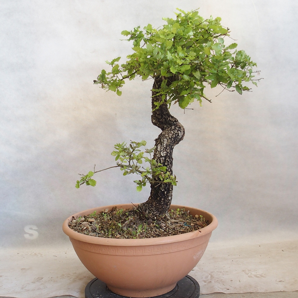 Bonsai da esterno Quercus Cerris - Quercia Cer