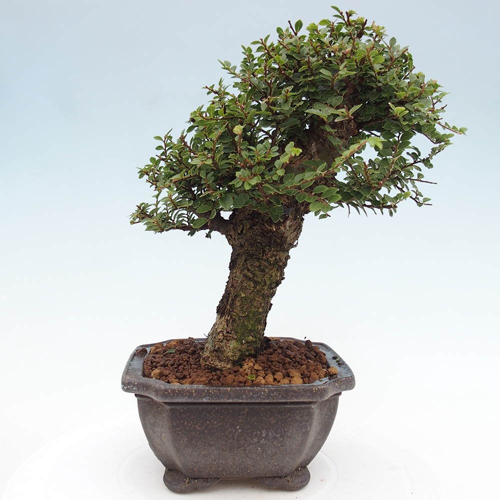Bonsai da esterno - Ulmus parvifolia Hokkaido - Olmo cinese