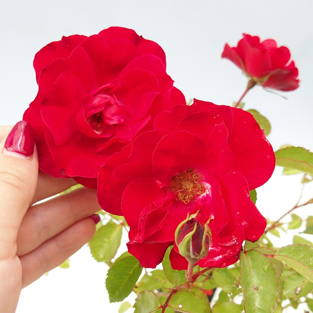 Bonsai da esterno - Rosa Kordes - rosa