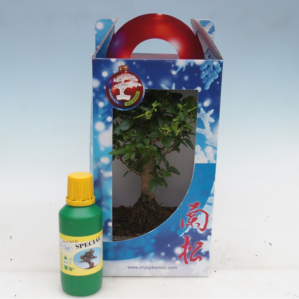 Bonsai da camera in scatola regalo Ligustrum chinensis - Becco d'uccello