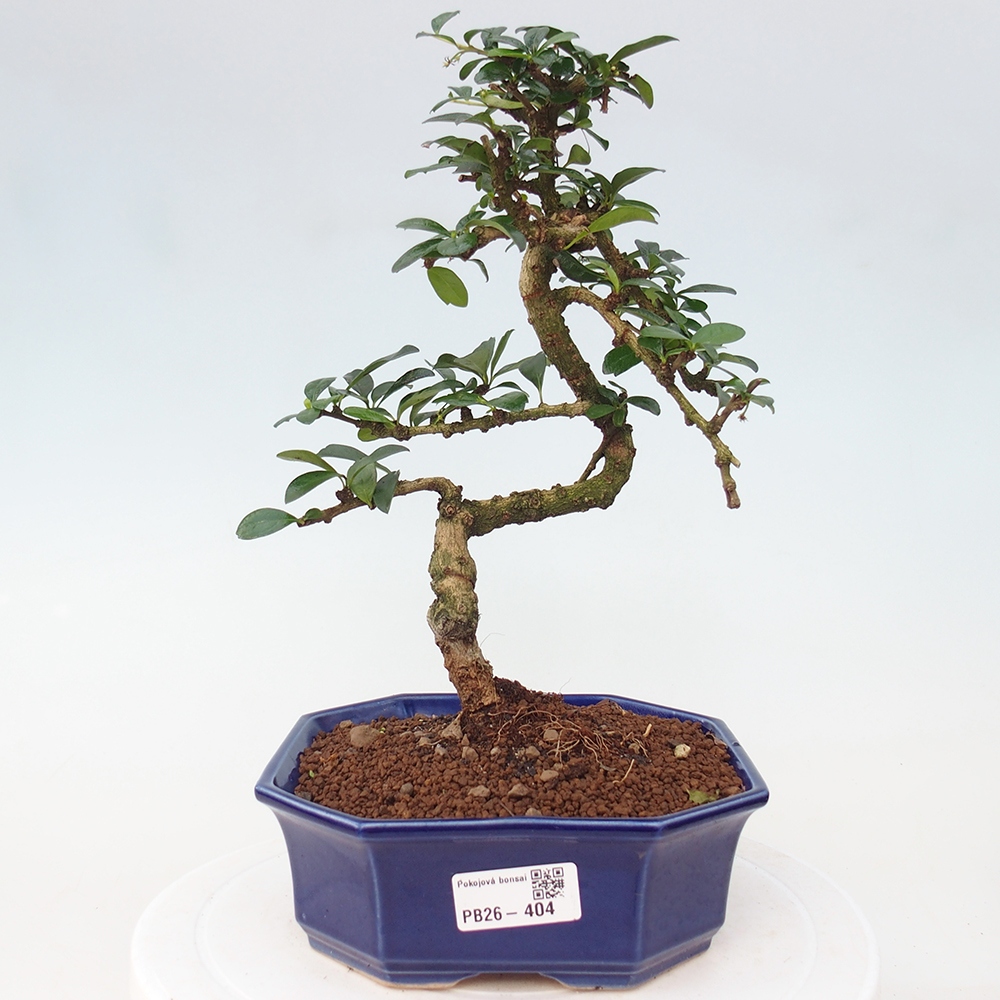 Camera bonsai - Carmona macrophylla - Tea fuki