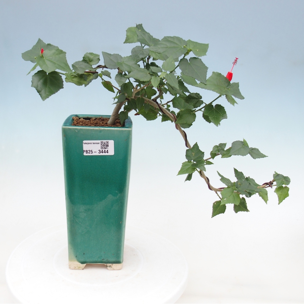 Bonsai da interno - Malvaviscus arboreus