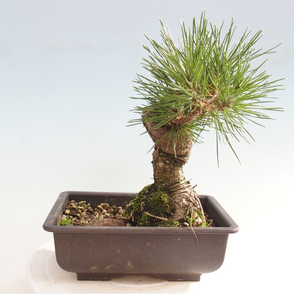 Bonsai da esterno - Pinus thunbergii - Pino di Thunberg