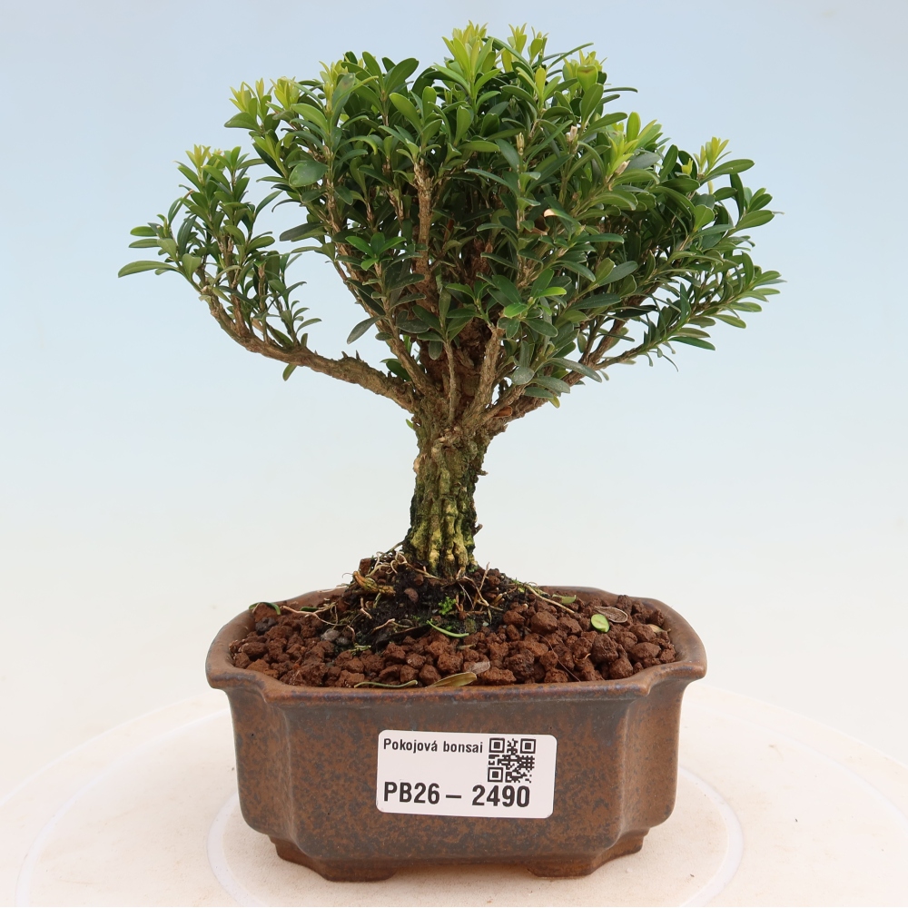 Camera bonsai - Buxus harlandii - buxus da sughero