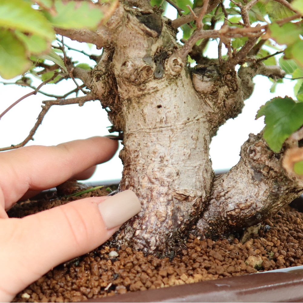 Bonsai da esterno -Carpinus CARPINOIDES - Carpino coreano