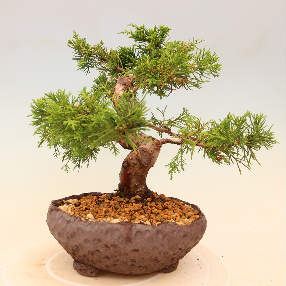 Bonsai da esterno - Juniperus chinensis Itoigawa