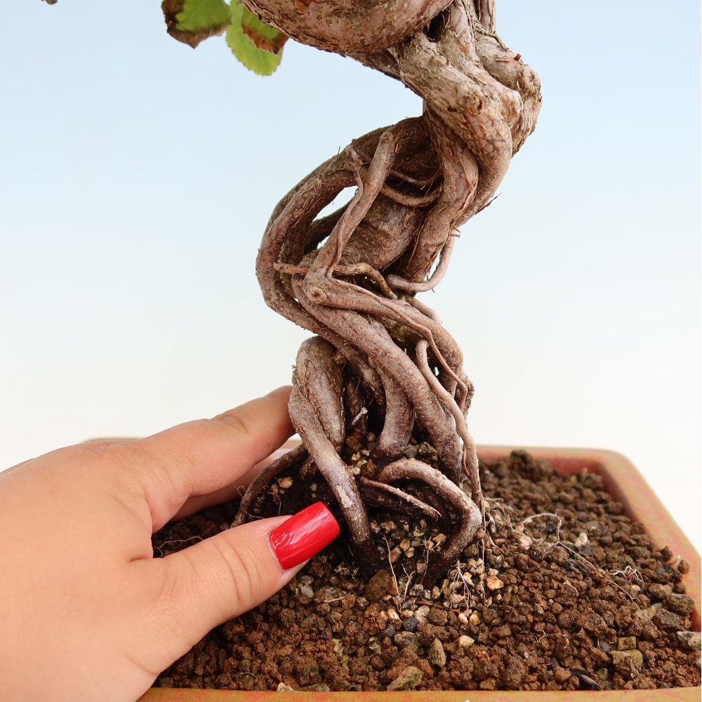 Bonsai da esterno -Carpinus Coreana - Carpino coreano