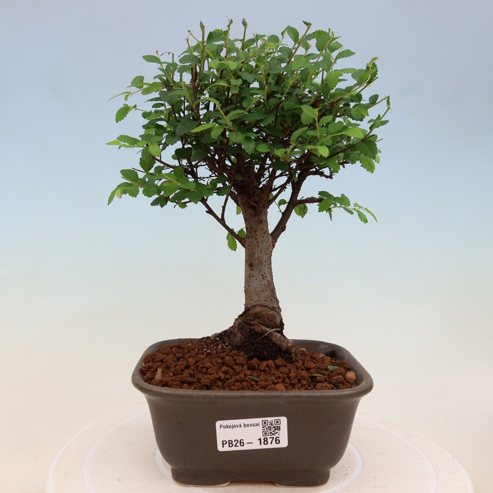 Camera bonsai - Ulmus parvifolia - Olmo a foglie piccole
