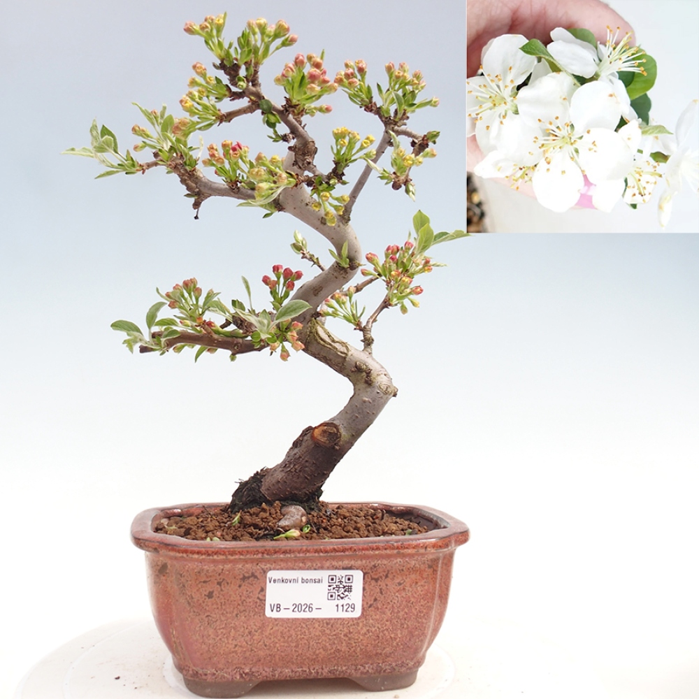 Bonsai da esterno - Malus sargentii - Melo a frutto piccolo