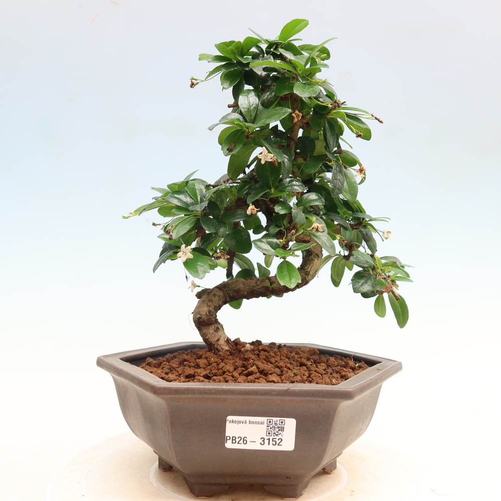 Camera bonsai - Carmona macrophylla - Tea fuki