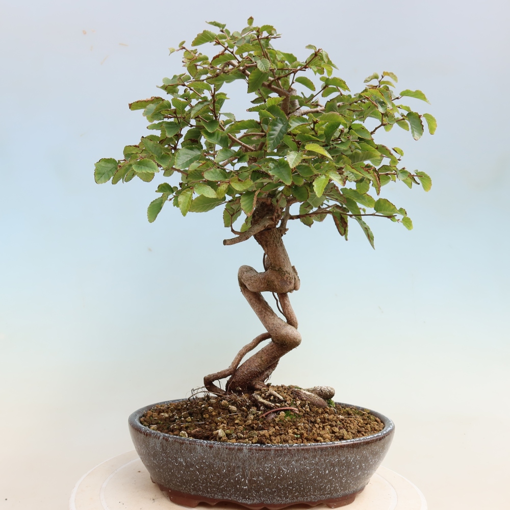 Bonsai da esterno -Carpinus CARPINOIDES - Carpino coreano