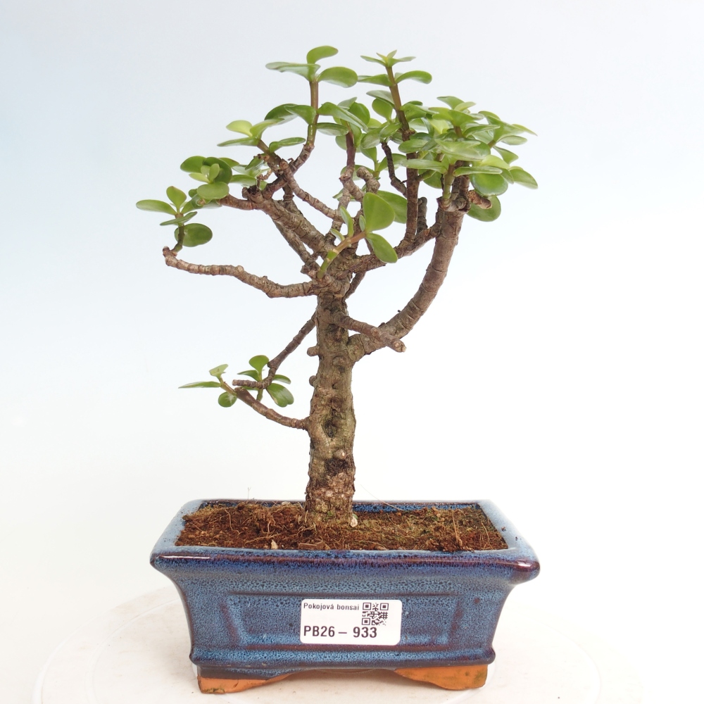 Camera bonsai - Portulakaria Afra - Tlustice