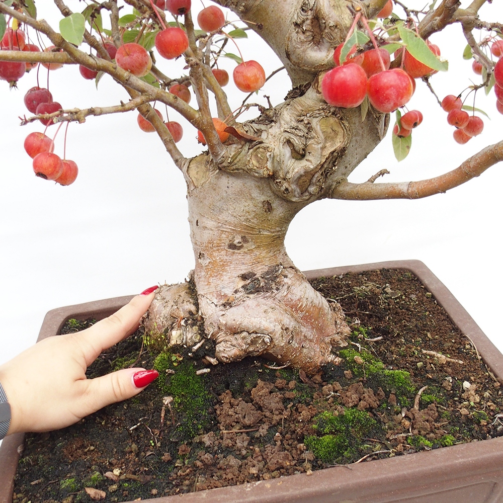 Bonsai da esterno -Malus halliana - Melo a frutto piccolo
