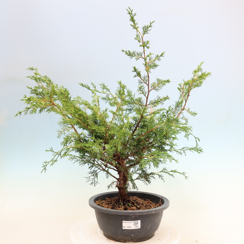 Bonsai da esterno - Juniperus chinensis Itoigawa