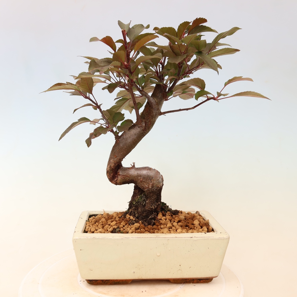 Bonsai da esterno -Malus domestica - Melo a piccoli frutti a foglie rosse